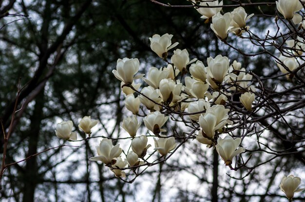 白いチェリーの花が ⁇ いた木のクローズアップ