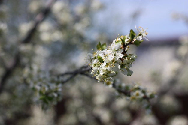 白い桜の花の木のクローズアップ