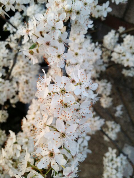 Foto prossimo piano dell'albero bianco in fiore di ciliegio