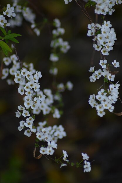 Foto prossimo piano dell'albero bianco in fiore di ciliegio