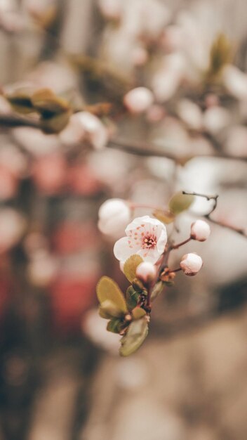 Close-up of white cherry blossom tree