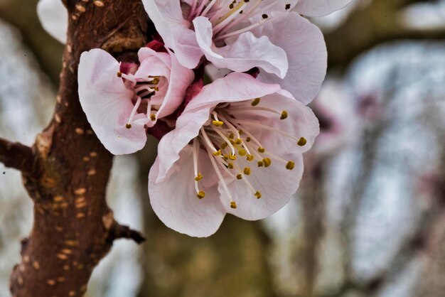 Close-up of white cherry blossom tree