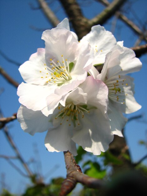 Foto close-up di un albero bianco in fiore di ciliegio.
