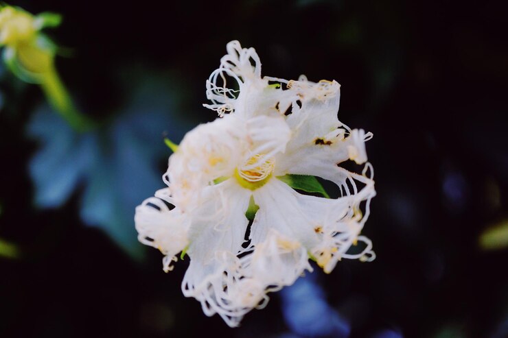 Photo 靠近白<unk>花的照片