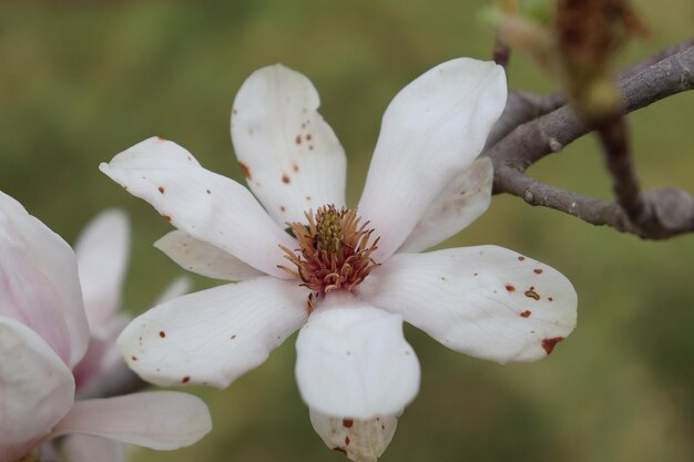 Photo close-up of white cherry blossom