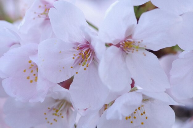 Close-up of white cherry blossom