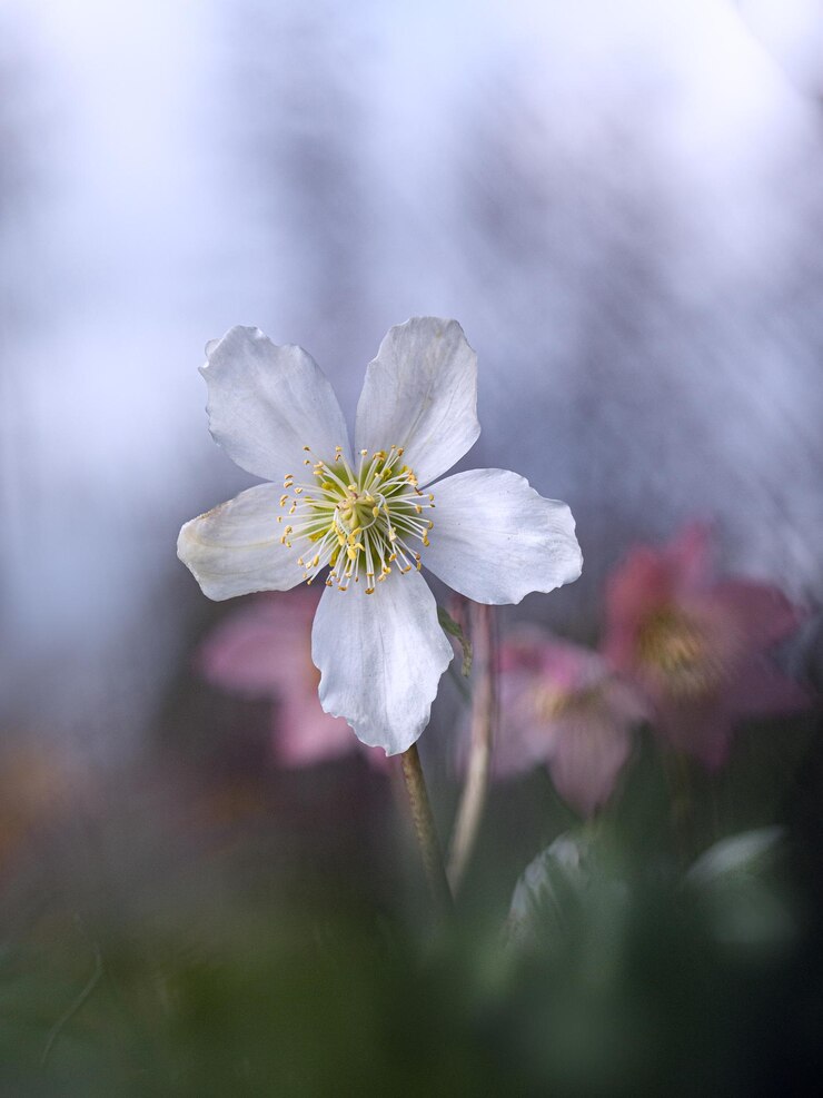 Photo close-up of white cherry blossom