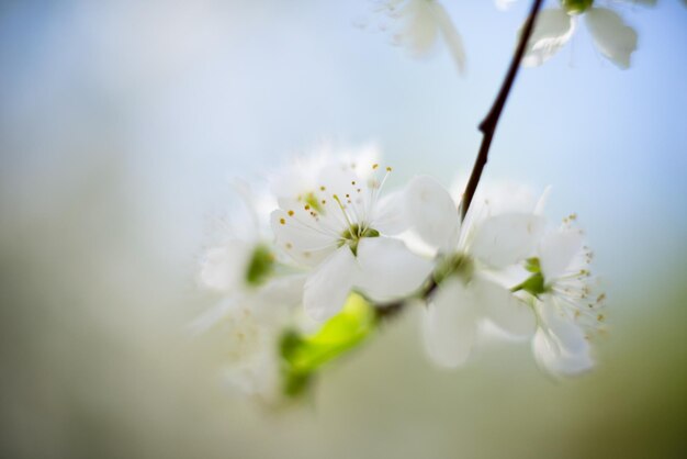 Close-up of white cherry blossom