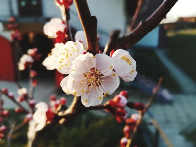 Photo close-up of white cherry blossom