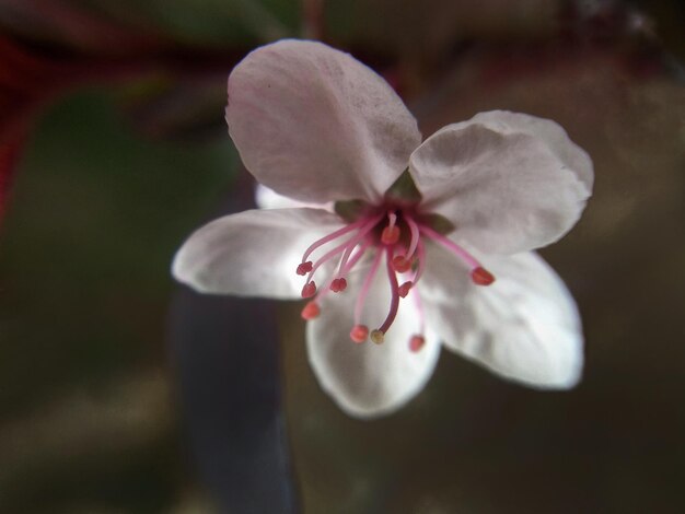 Close-up of white cherry blossom