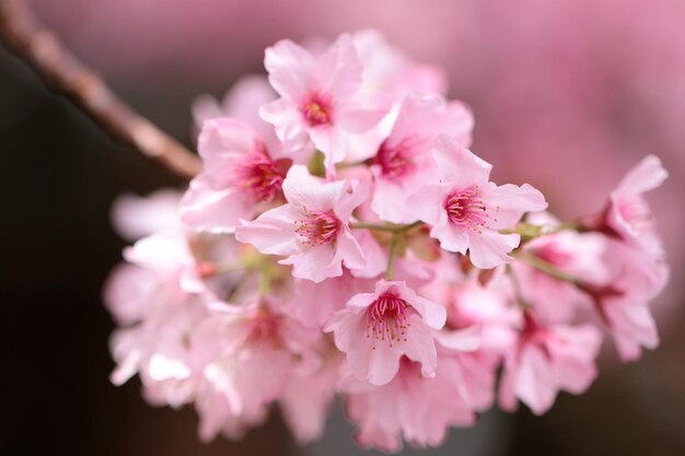 Photo close-up of white cherry blossom