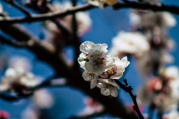 Close-up of white cherry blossom