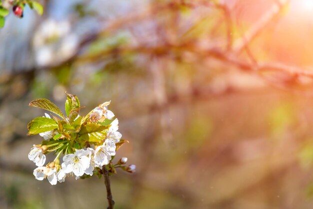 Close-up of white cherry blossom