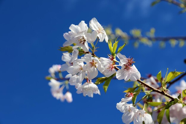 Close-up of white cherry blossoms against blue sky