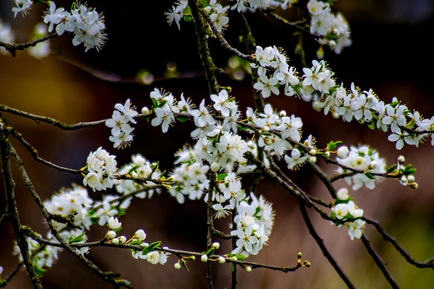 Close-up of white cherry blossoms in spring