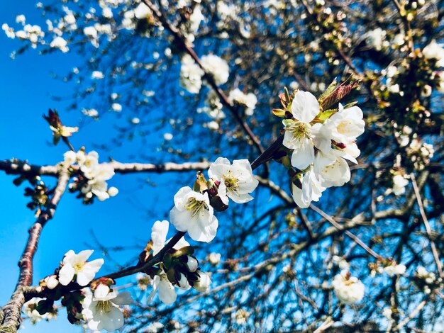 Close-up of white cherry blossoms in spring