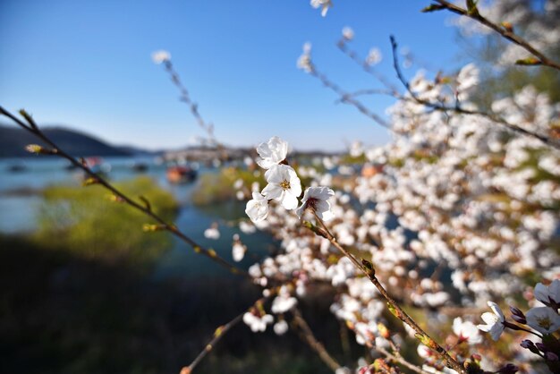 Close-up of white cherry blossoms in spring