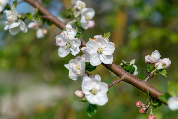 Close-up of white cherry blossoms in spring