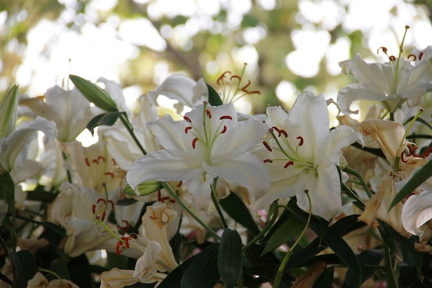 close-up of white cherry blossoms in spring