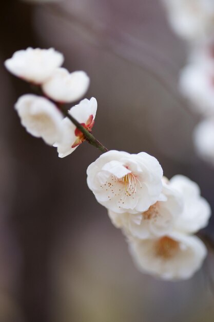春の白い桜の花のクローズアップ