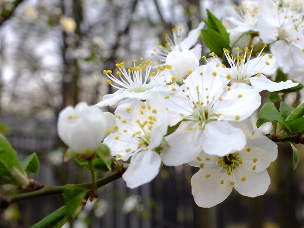 Foto close-up di fiori di ciliegio bianchi in primavera
