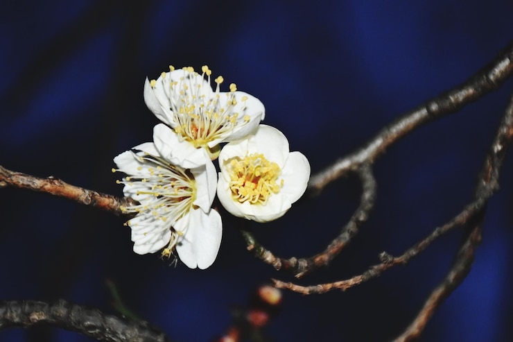 Photo 春季白<unk>花的近距離拍攝