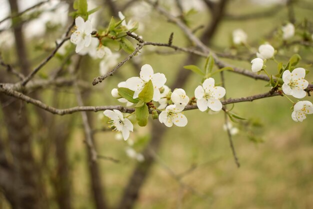 Close-up of white cherry blossoms in spring