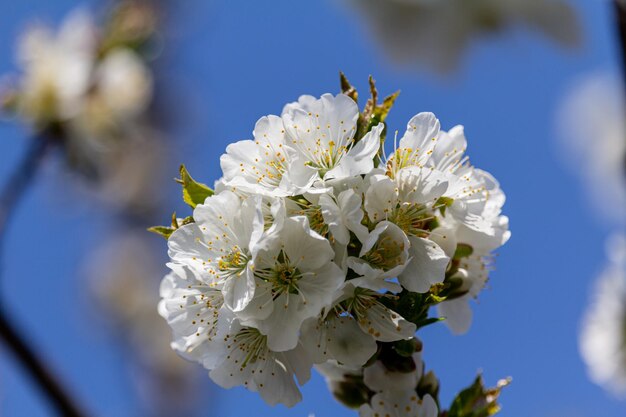 Close-up of white cherry blossoms in spring