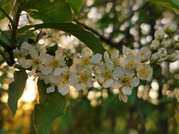 Close-up of white cherry blossoms in spring