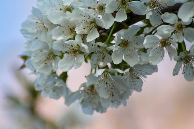 春の白い桜の花のクローズアップ