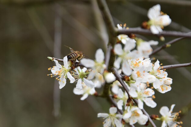 Foto close-up di fiori di ciliegio bianchi sull'albero