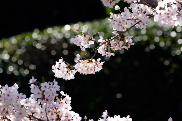 Photo close-up of white cherry blossoms