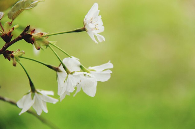 白い桜の花のクローズアップ