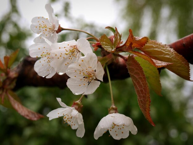 Close-up of white cherry blossoms