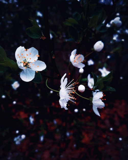 Photo close-up of white cherry blossoms