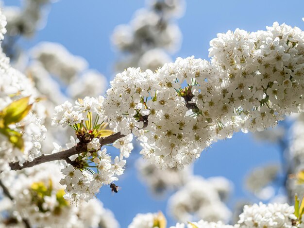 Close-up of white cherry blossoms