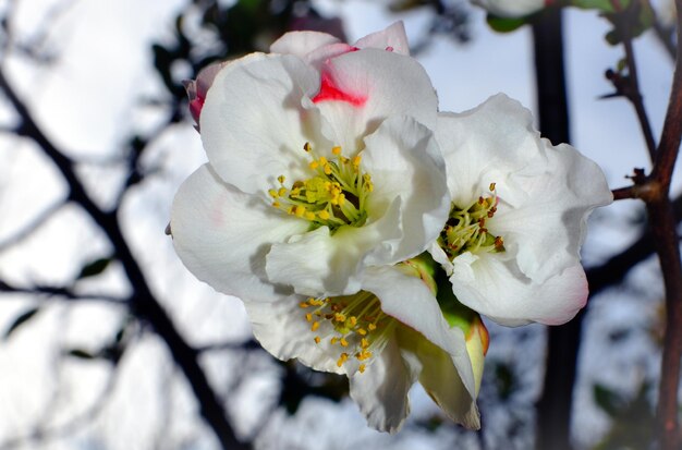 Close-up of white cherry blossoms