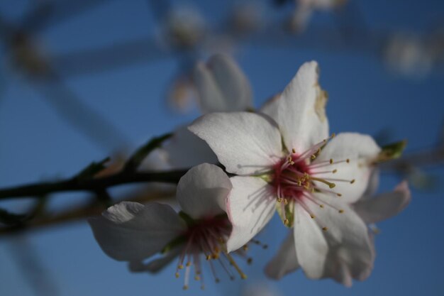 Close-up of white cherry blossoms