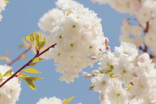 Close-up of white cherry blossoms