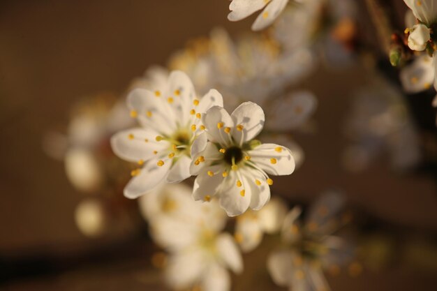 Close-up of white cherry blossoms