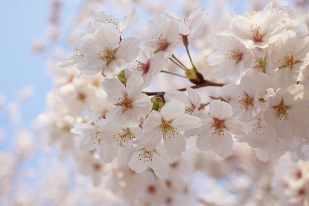 白い桜の花のクローズアップ