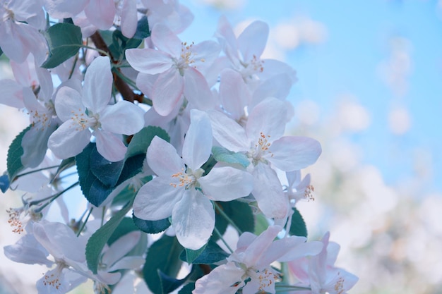 Close-up di fiori di ciliegio bianchi