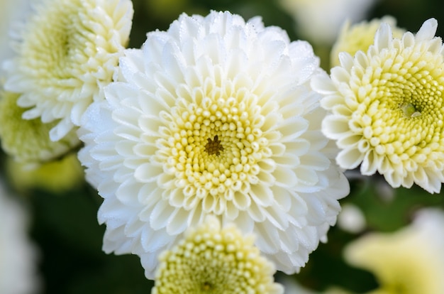 朝露に濡れた白い菊の花をクローズアップ