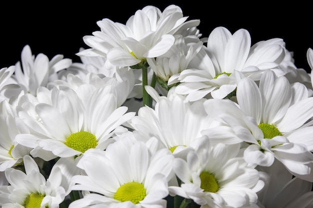 Close up of white chrysanthemums on black background