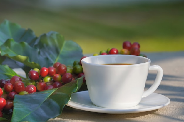 Close-up of white coffee cup with concrete background and raw coffee beans in the morning sun.