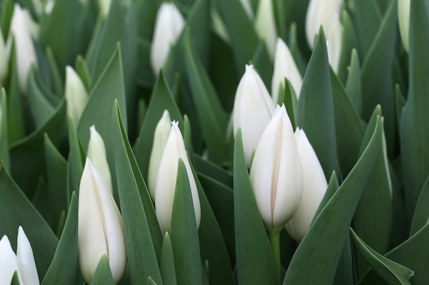 Close up white color tulips on field