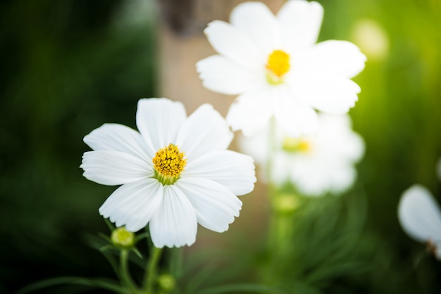 白いコスモスの花を閉じる