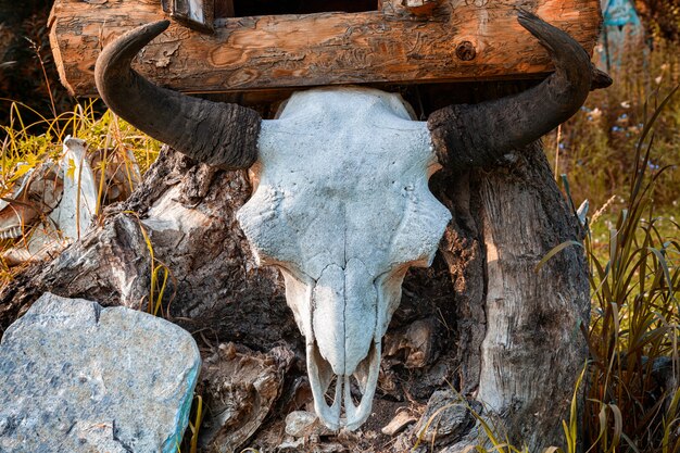 Close up of a white cow skull with horns on a wooden stump