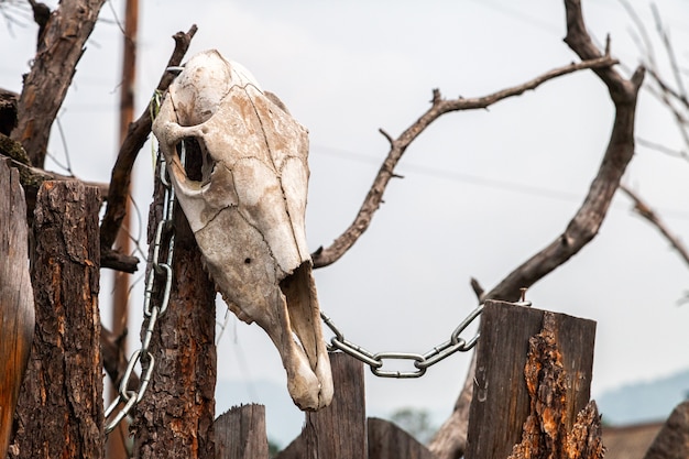 Close-up of a white cow skull with horns on a wooden stump