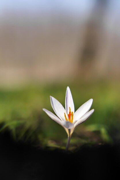 Foto prossimo piano del crocus bianco in campo